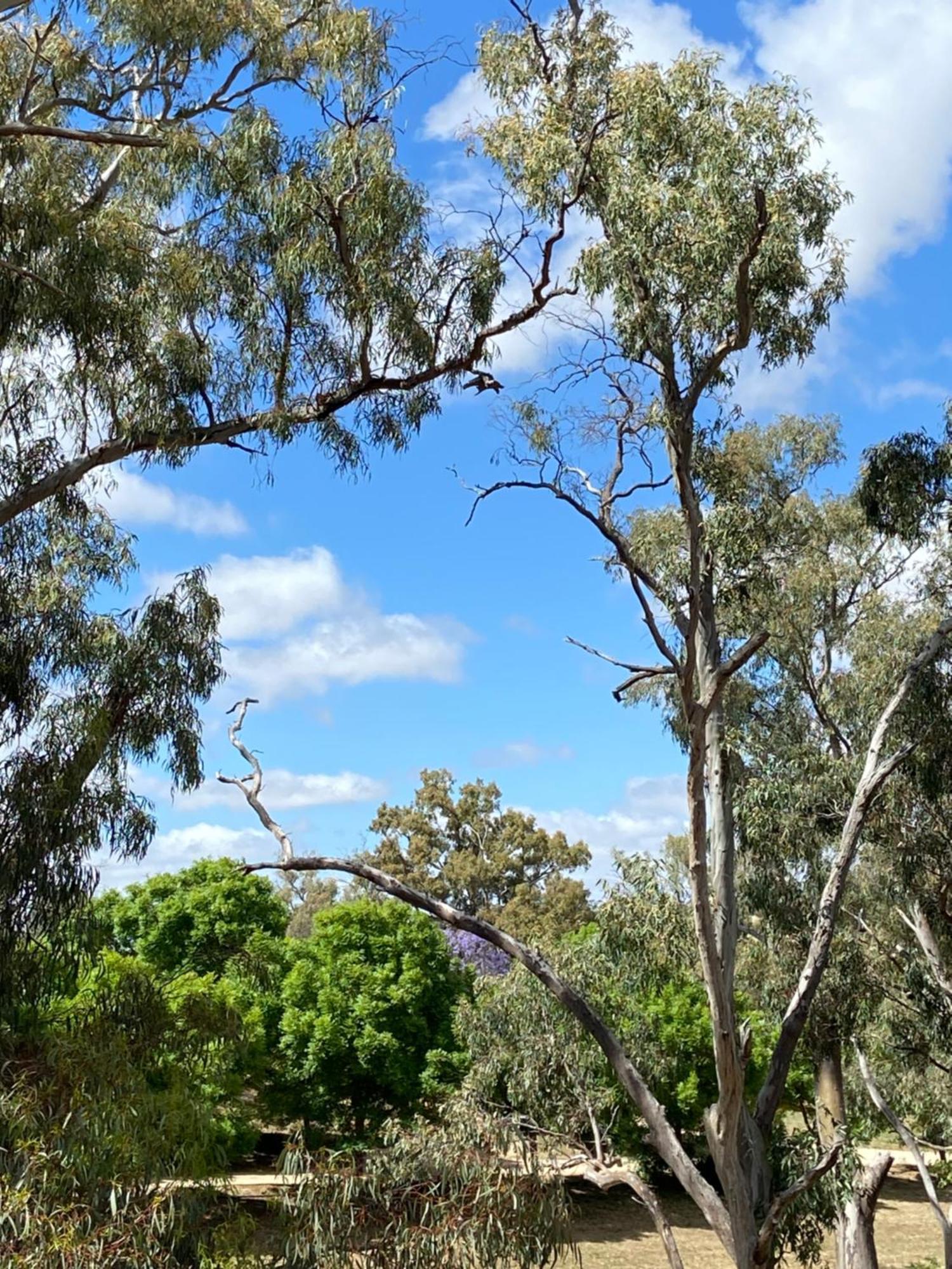 Battunga Cottages Watervale Buitenkant foto