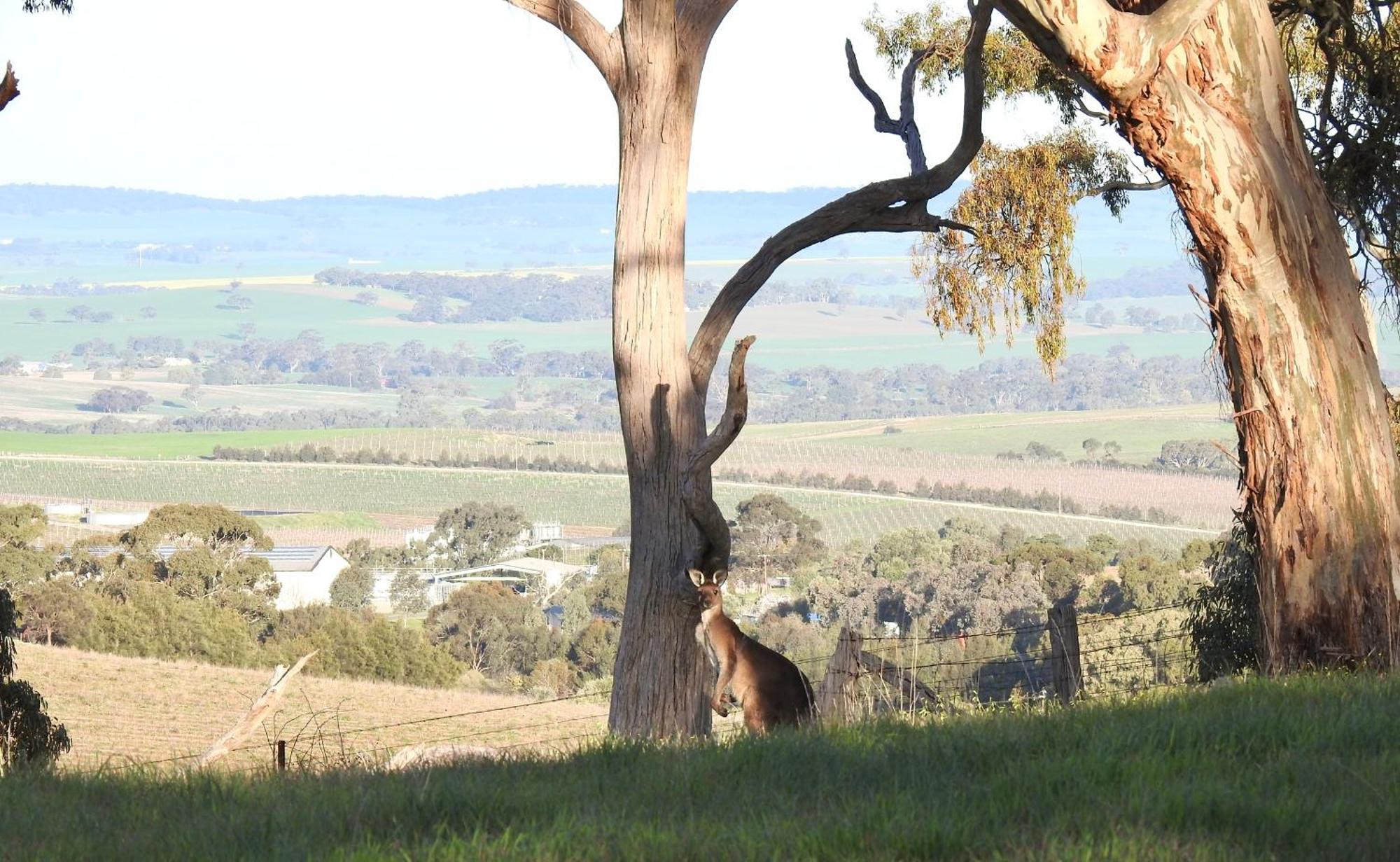 Battunga Cottages Watervale Buitenkant foto
